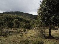 E, Malaga, El Burgo, Sierra de las Nieves 6, Saxifraga-Jan van der Straaten